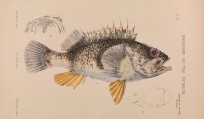 Ozeanbarsch, Helicolenus percoides von Arthur Bartholomew